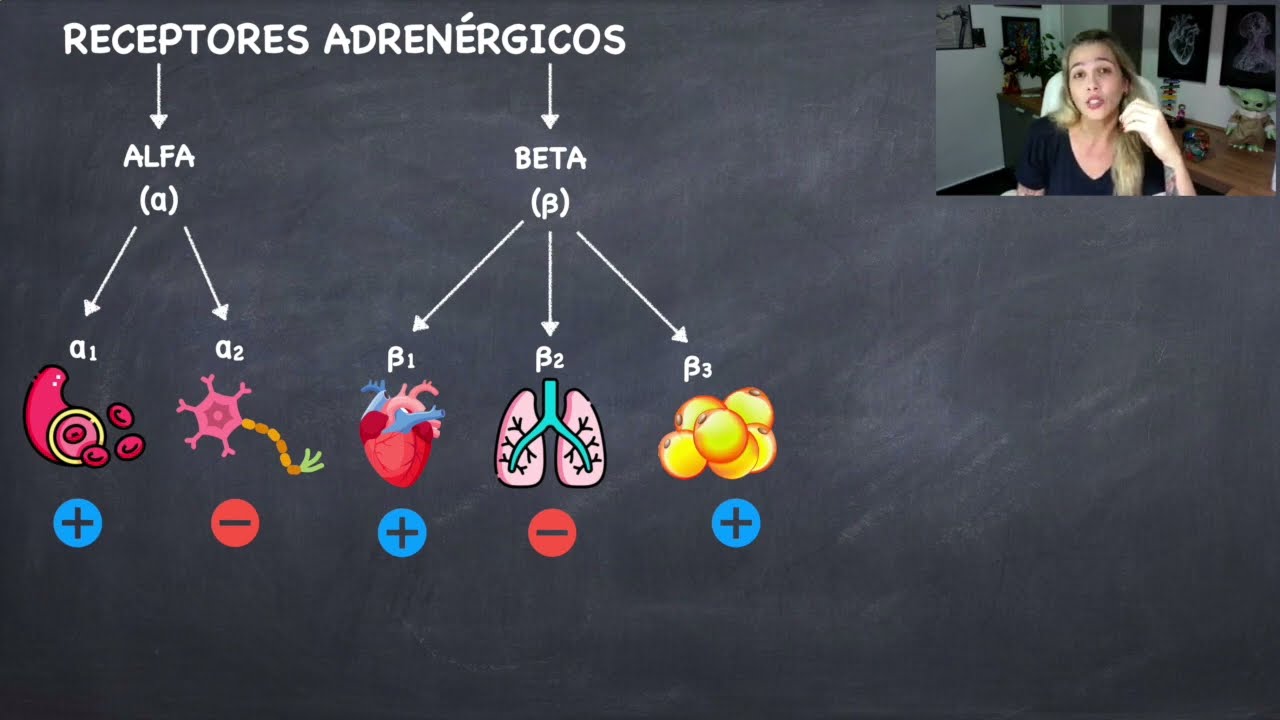 Receptores Adren&eacute;rgicos