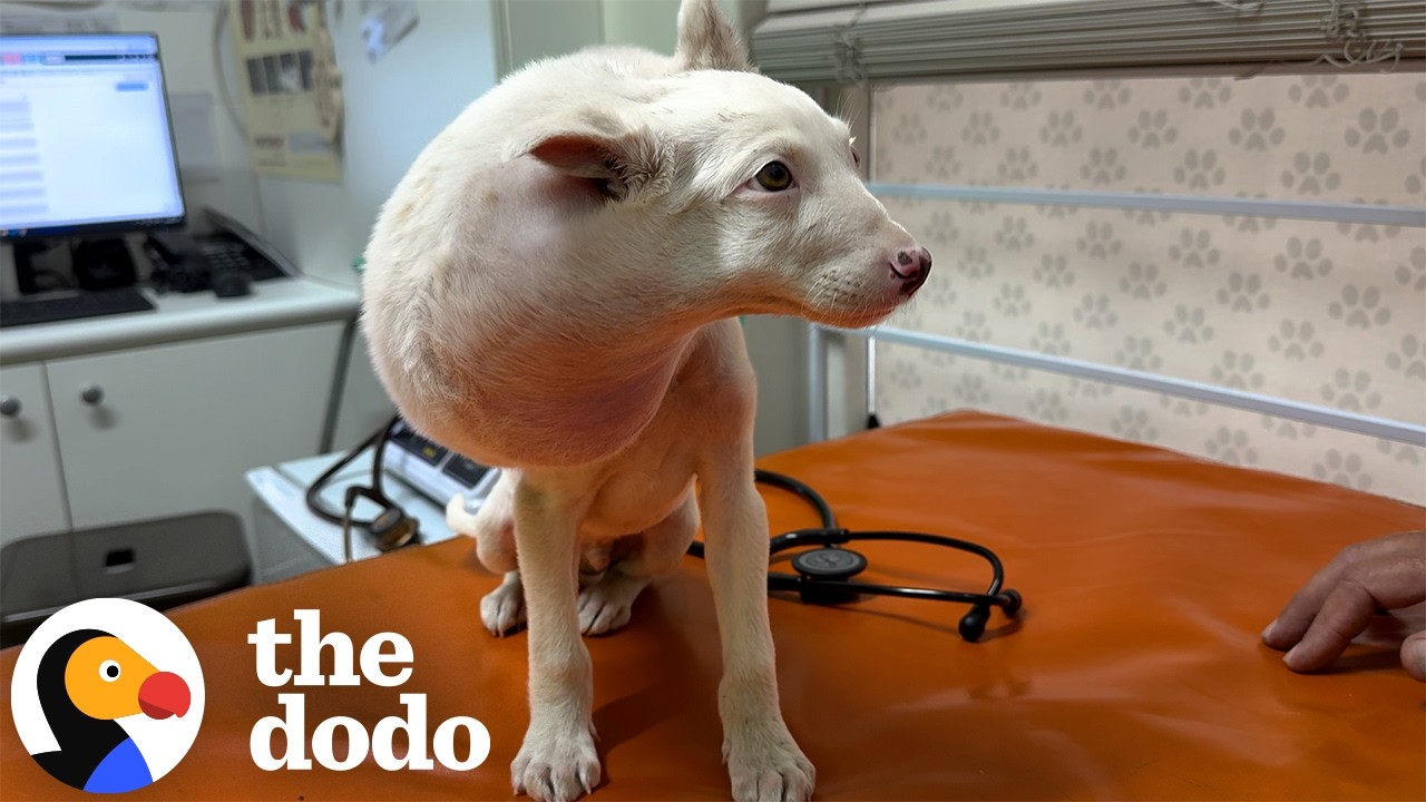 Мама щенка не могла поверить, насколько большой у него выросла голова | The Dodo