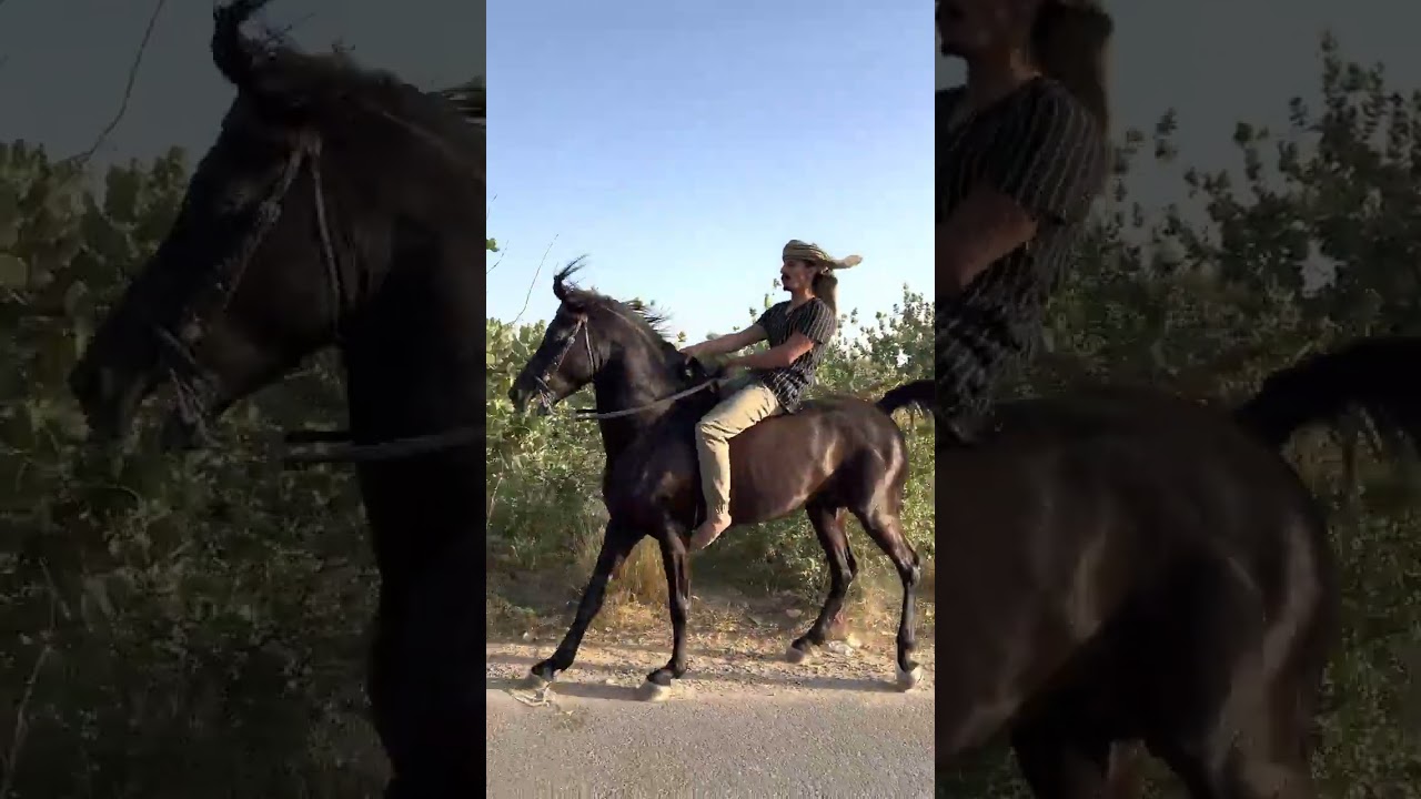 Witness the Fastest Arabian Horse You've Ever Seen! 🤎🐎🔱 #shorts #shortvideo