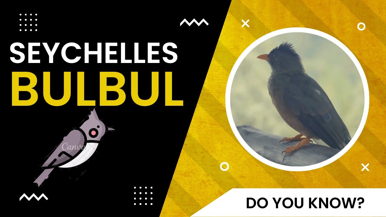 Seychelles bulbul facts