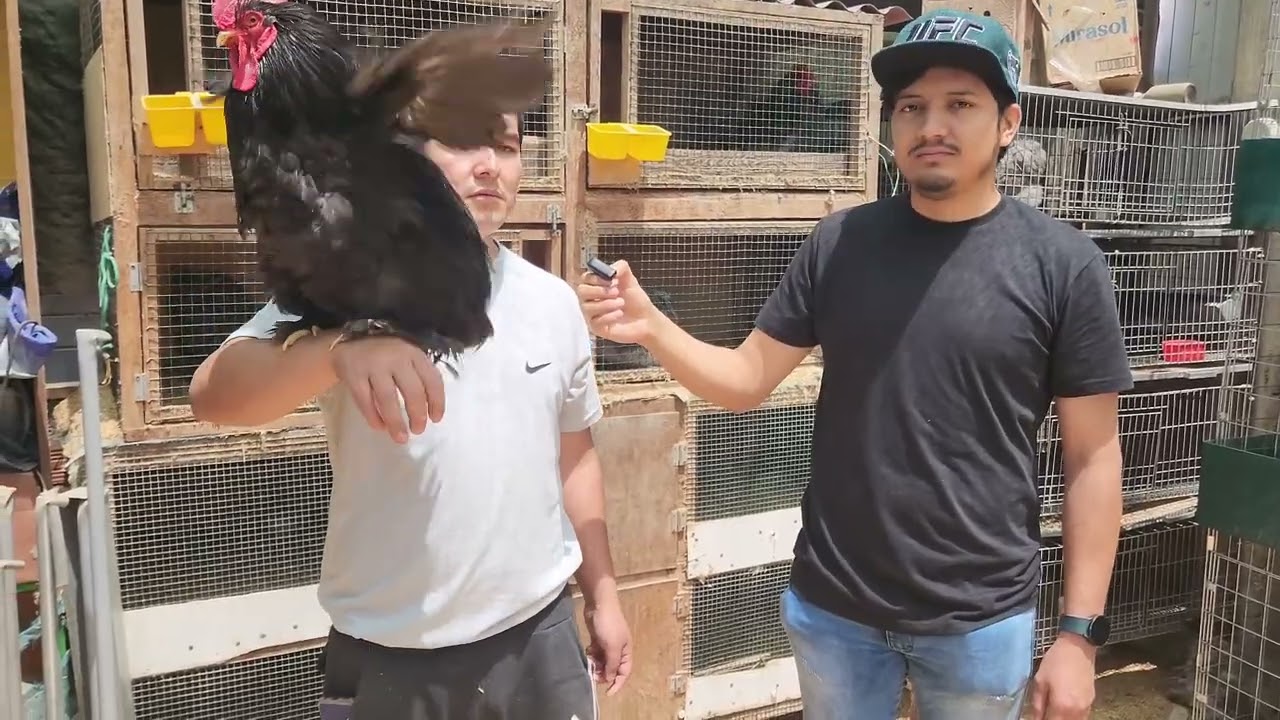 Gallinas grandes