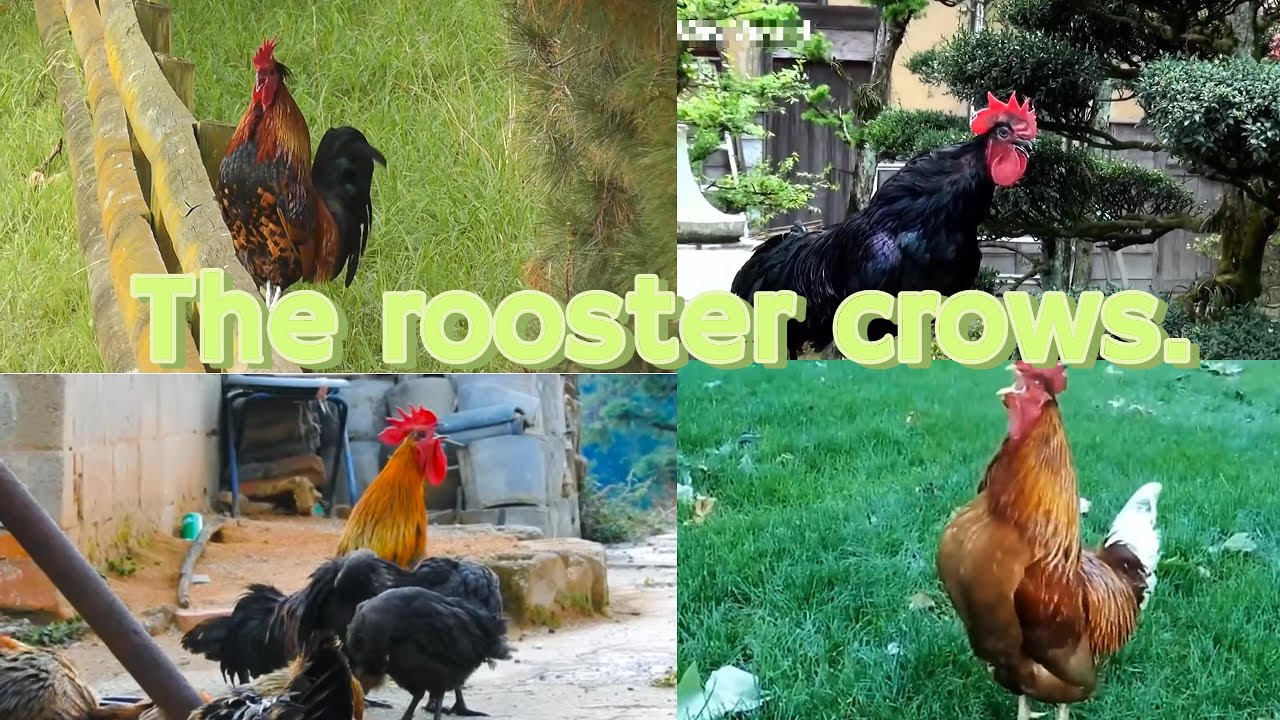 Roosters crow with over 100 different sounds.