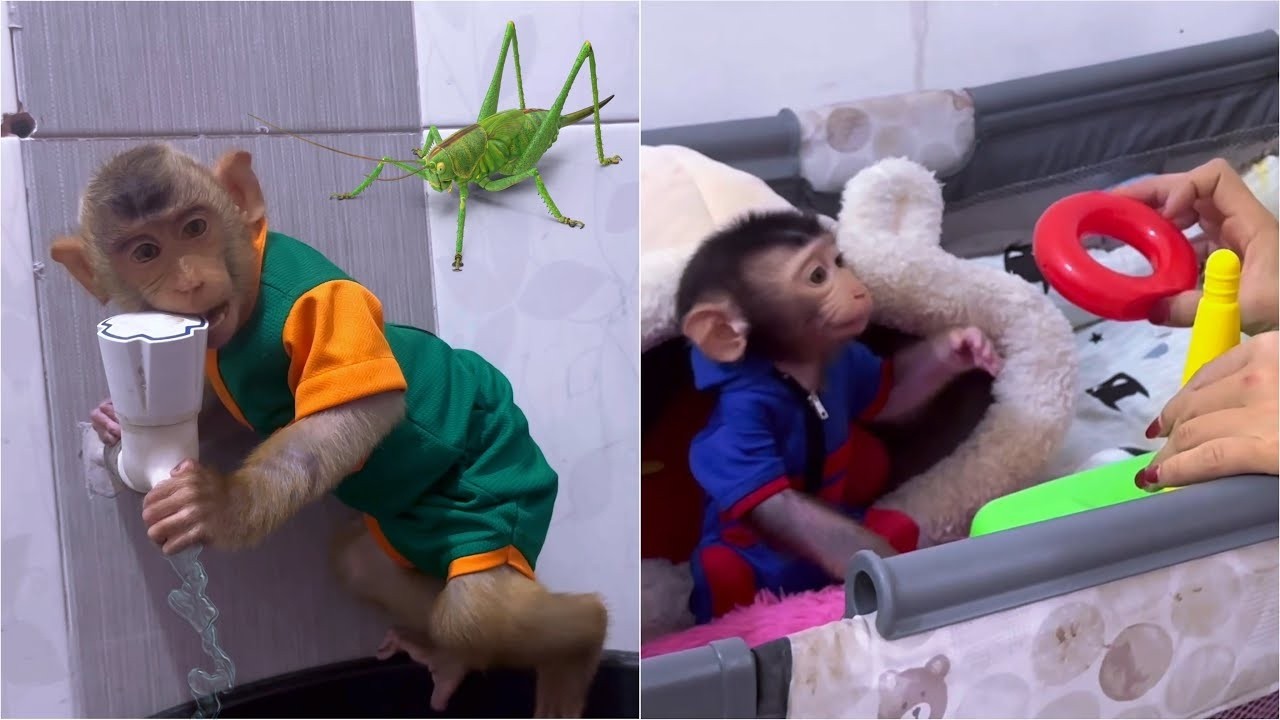 Alpha goes to take a bath because his body was bitten by insects while Mom busy training Baby Dino