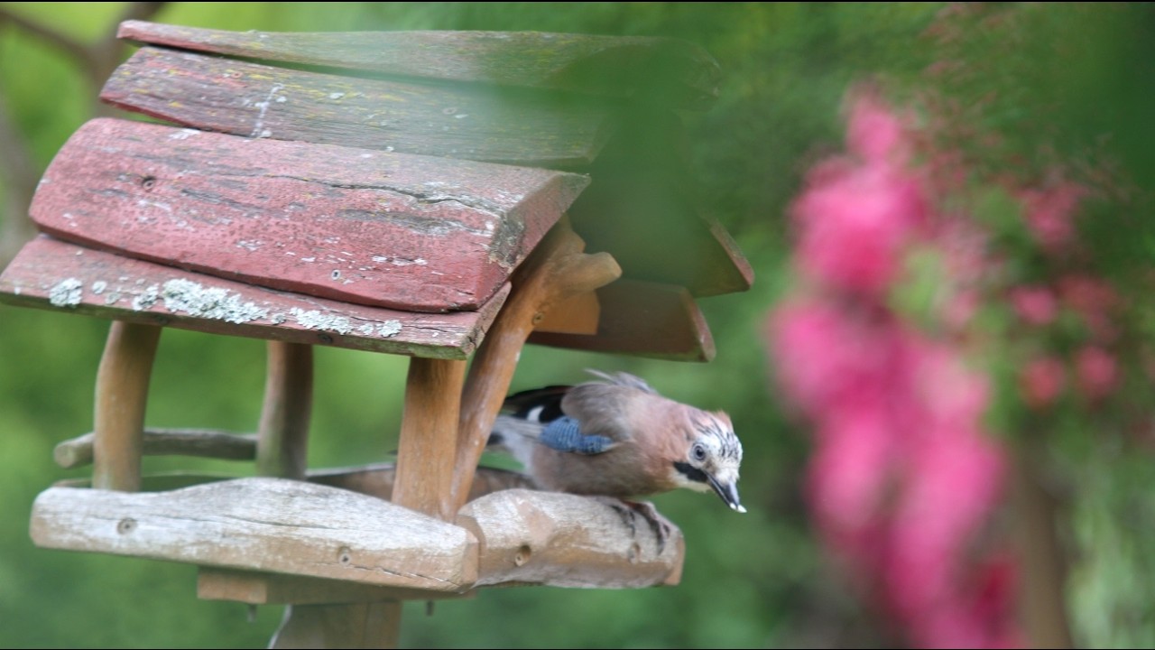 Śpiew ptaków i rzeka Łyna. Leśny koncert ptaków