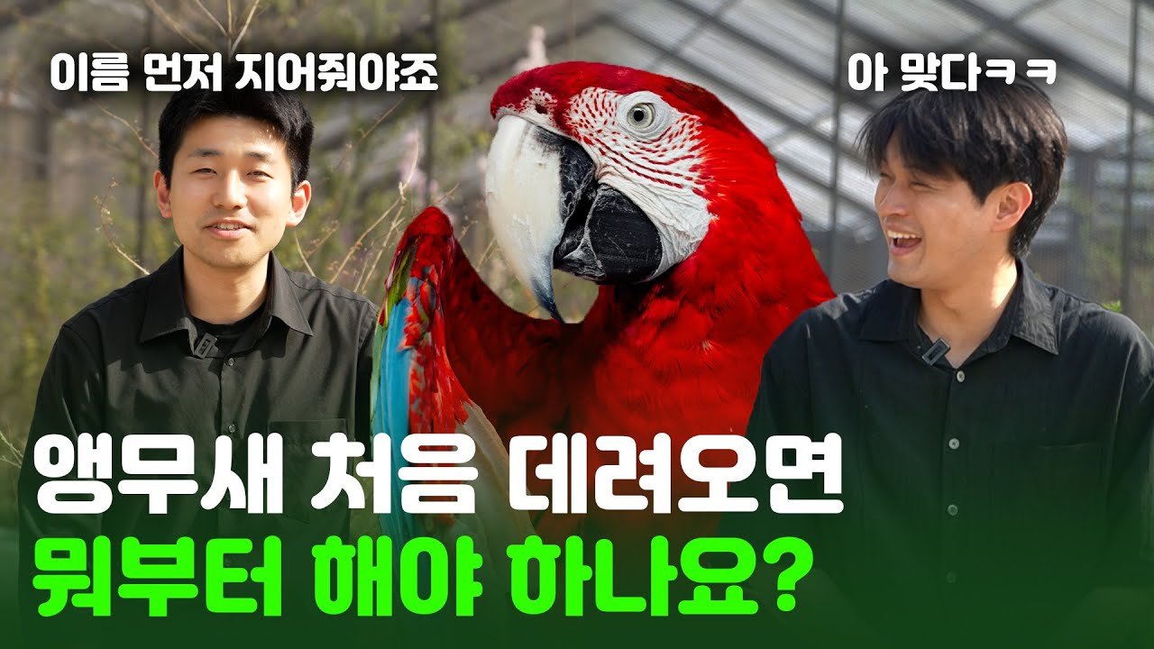 앵무새 입양 후 1일부터 10일까지 해야하는 것들