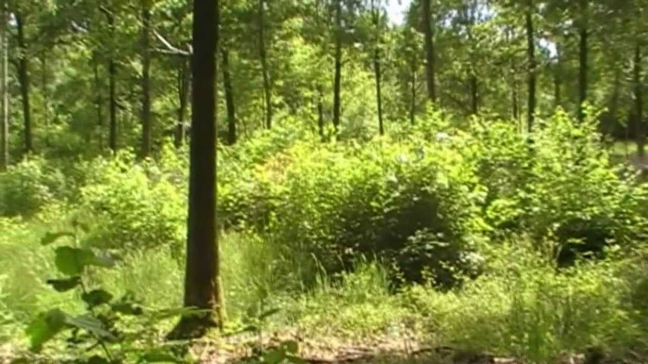 Monkwood Nature Reserve Near Sinton Green, Worcestershire, England 14th June 2009 Part 1 of 2