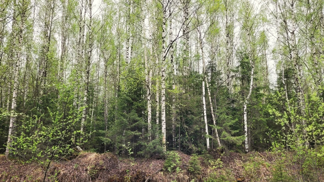 Taiga Forest Summer Ambience (Звуки природы, тайга Урала). APSC Minimics Droprig