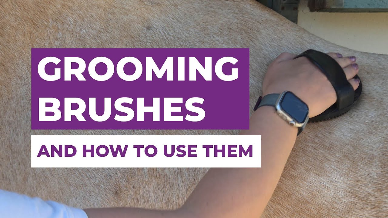 Horse Grooming Brushes Explained - How to Use Curry Combs, Dandy Brushes & More