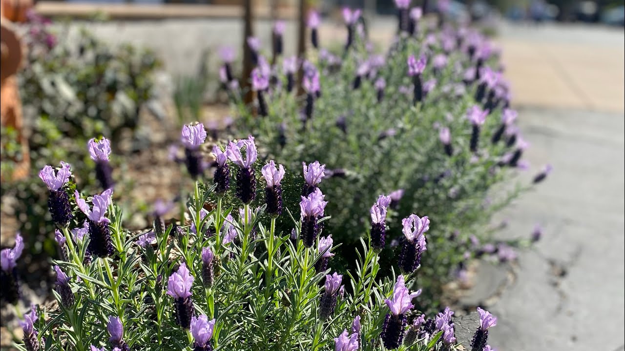 Flower choices for DEER, HEAT, CLAY, and BEAUTY in zone 9 ‘Power to the Flower’ project