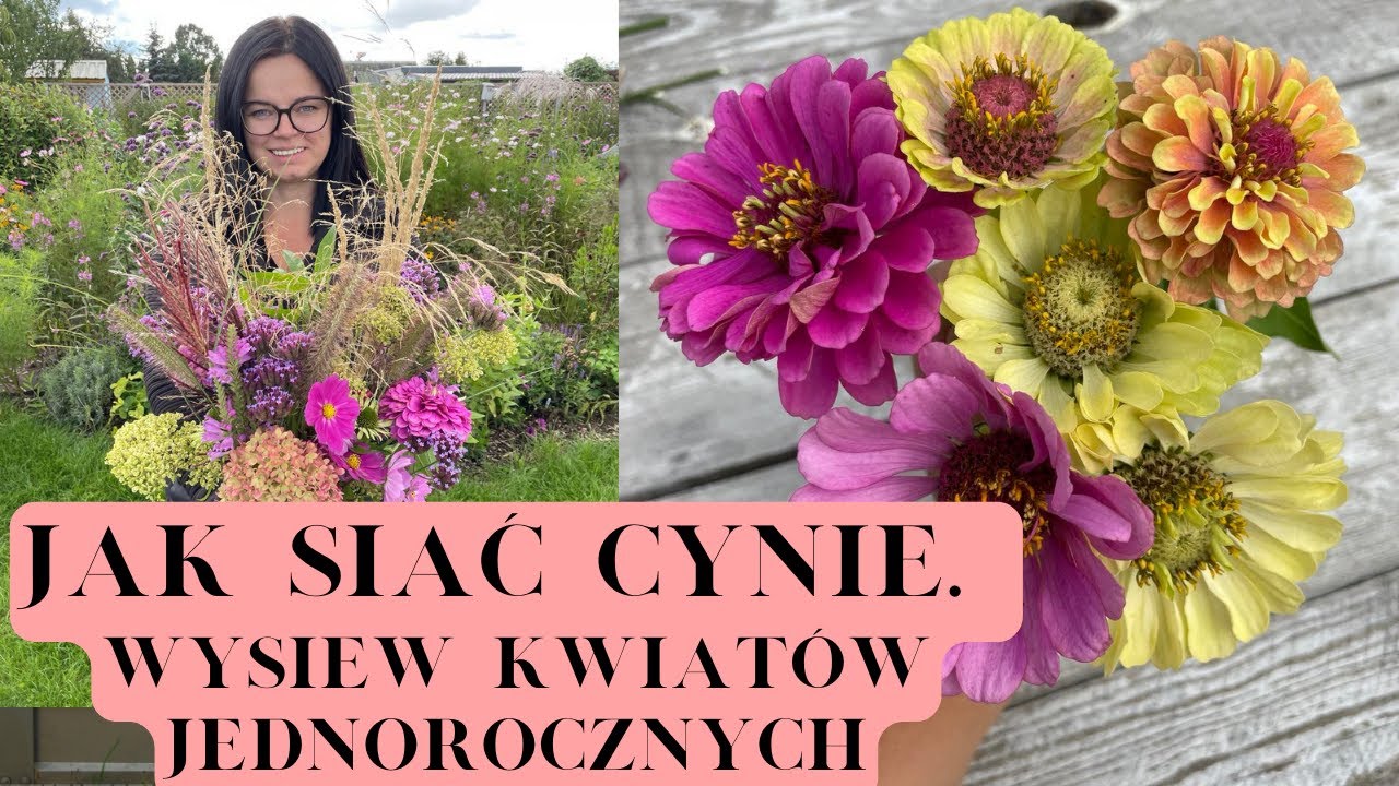 JAK SIAĆ CYNIE. WYSIEW KWIATÓW JEDNOROCZNYCH