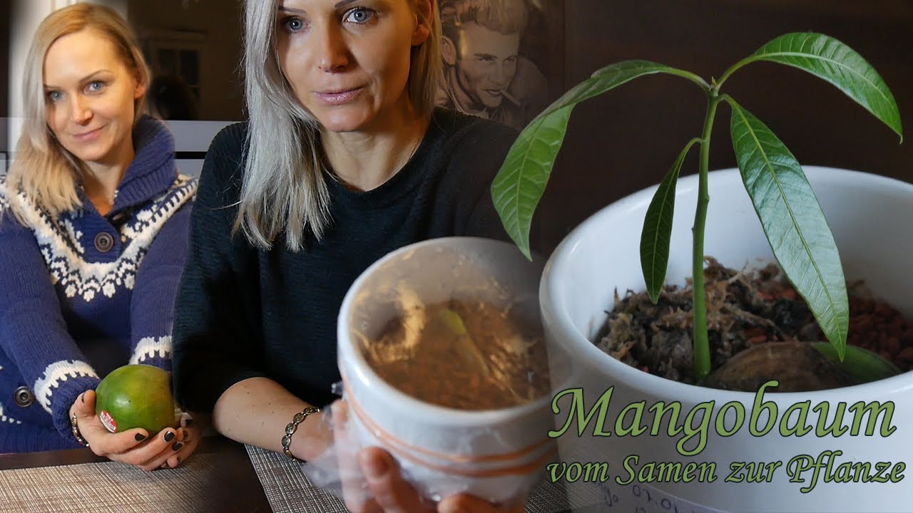 Mangobaum selber ziehen - vom Samen bis zur Pflanze in 7 Wochen
