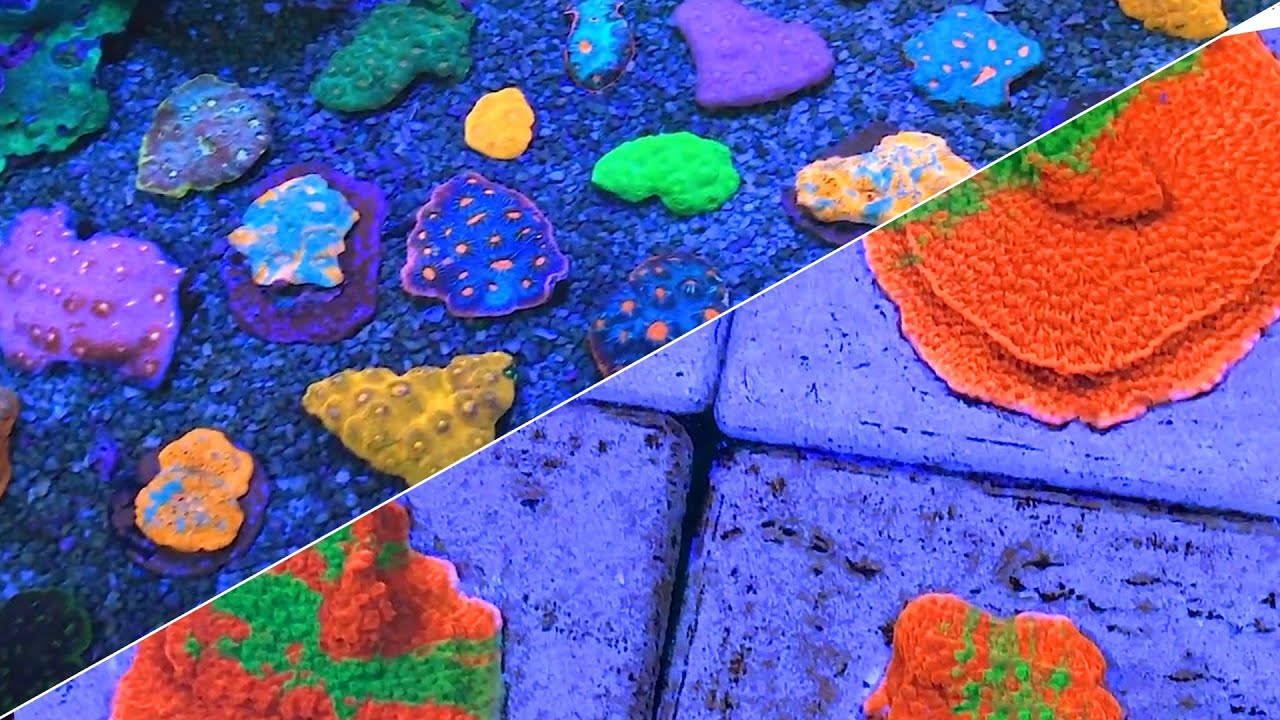 Ep. 5: ECC Slime Time Montipora Digitata | Aquacultured Montipora |  Colonies | Eye Catching Coral