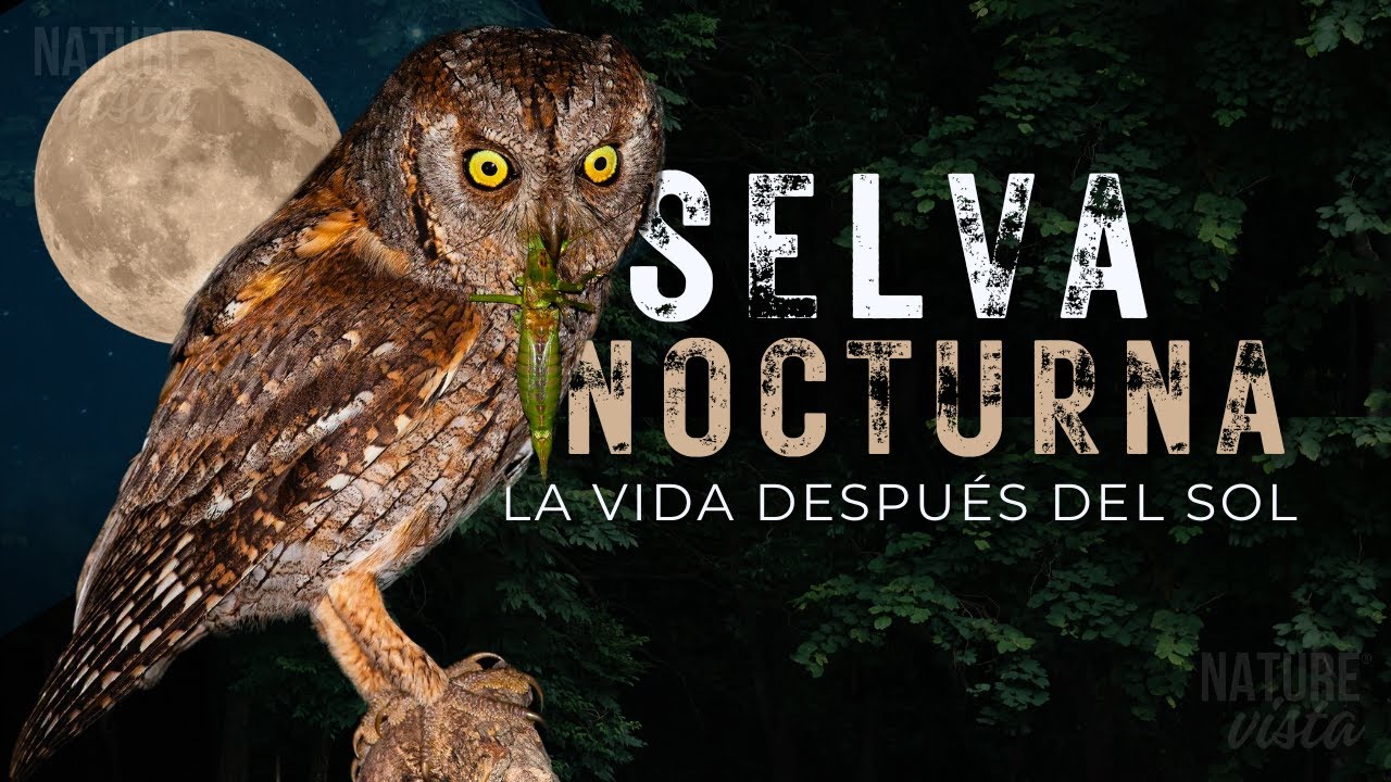 SELVA NOCTURNA | Secretos de un Mundo Oculto - Documental Completo