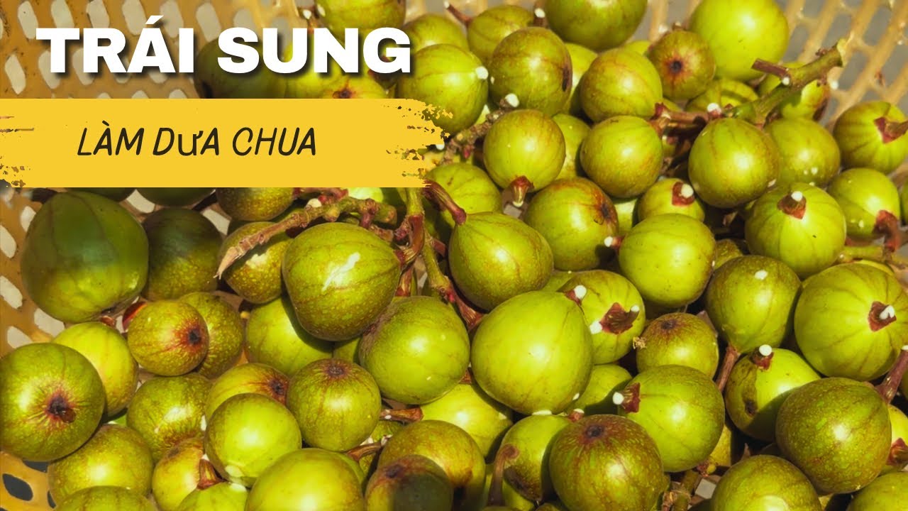 Món ăn ở quê đi hái trái sung về làm dưa - Sắc Miền Tây