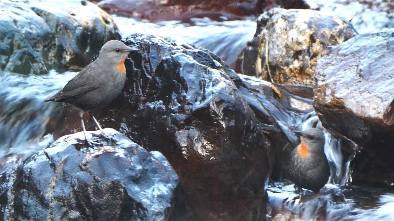 All Five Dipper Species of the World