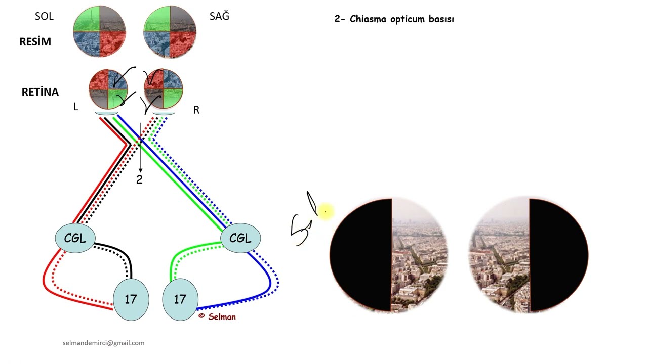 Prof. Dr. M. Selman Demirci - Anatomi; optic nerve and visual pathways; görme yolları