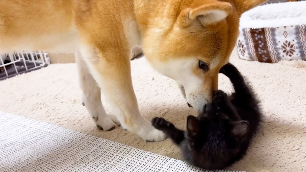 怖がってた仔猫に触れる事が出来た柴犬♥