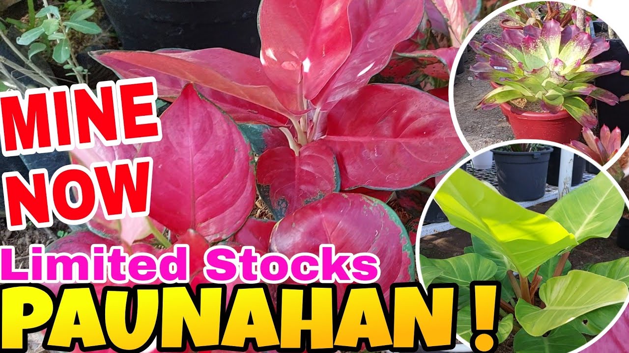 PWEDE NA IBENTA.. #plants #garden #fertilizer #vlog  #youtube