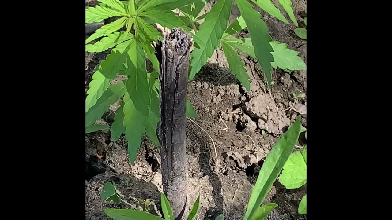 2021 SATIVA  AND INDICA OUTDOOR CANNABIS GROW. GARDEN #2