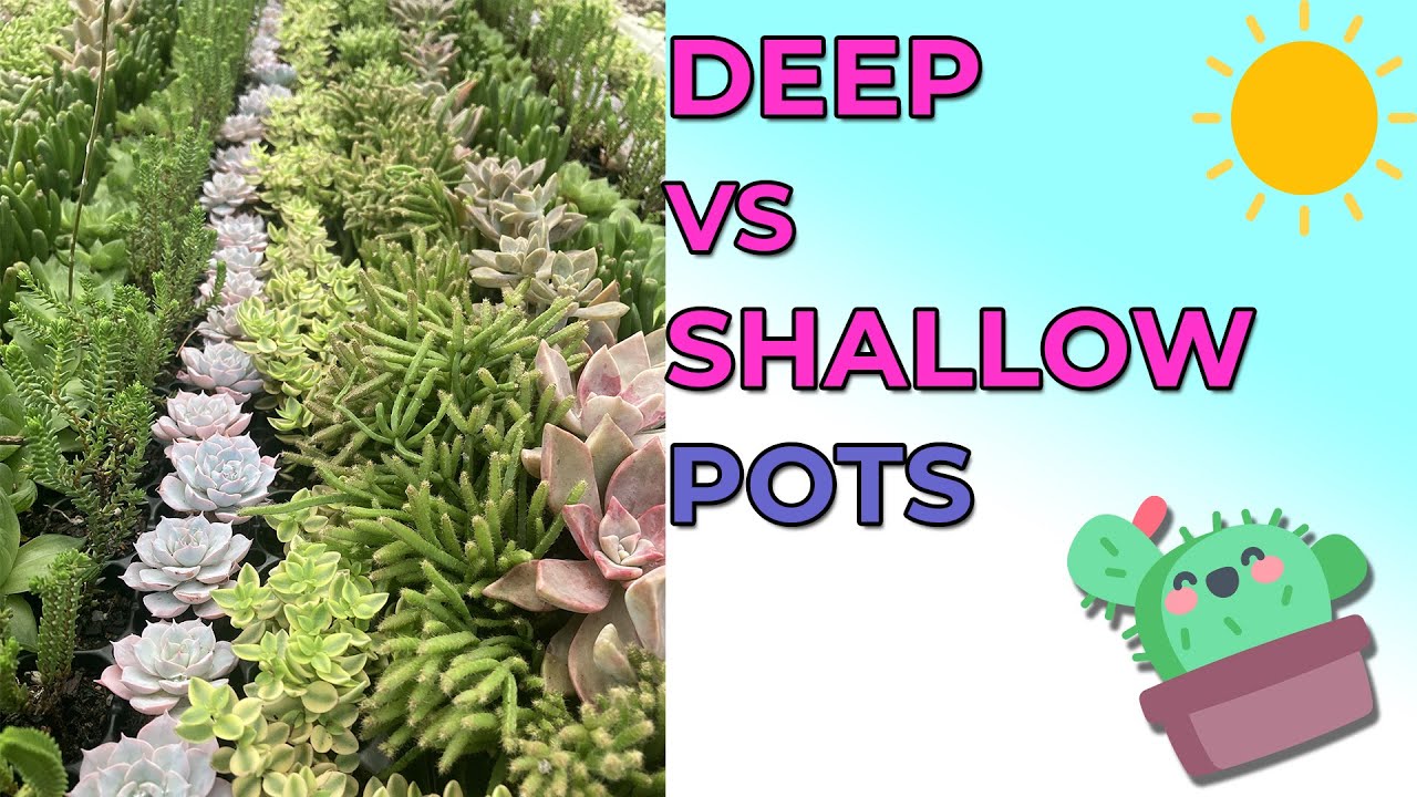 Should Succulents Grow In Shallow Or Deep Pots?
