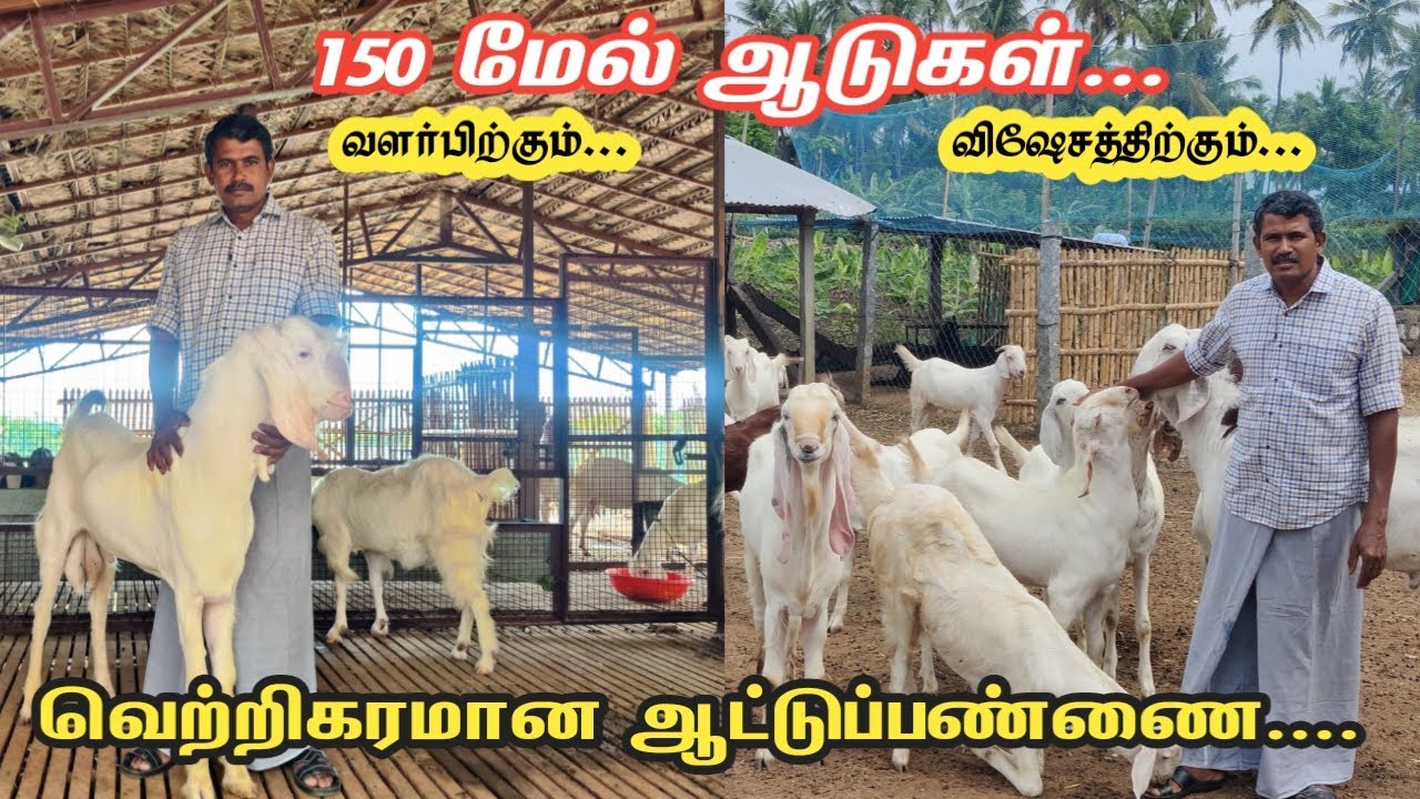 150- மேல் ஆடுகள் வளர்பிற்கும்.... விஷேசத்திற்கும்... மட்டுமே| வெற்றிகரமான ஆட்டுப்பண்ணை |