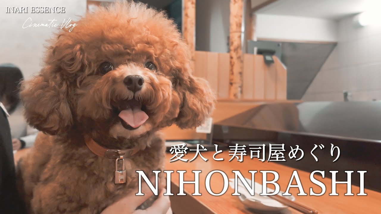 【4K Cinematic Vlog】愛犬と日本橋で寿司ざんまい｜わんこと入れるお鮨ランチ&ディナー｜東日本橋で下町散歩｜30代 独身 × トイプードル いなり