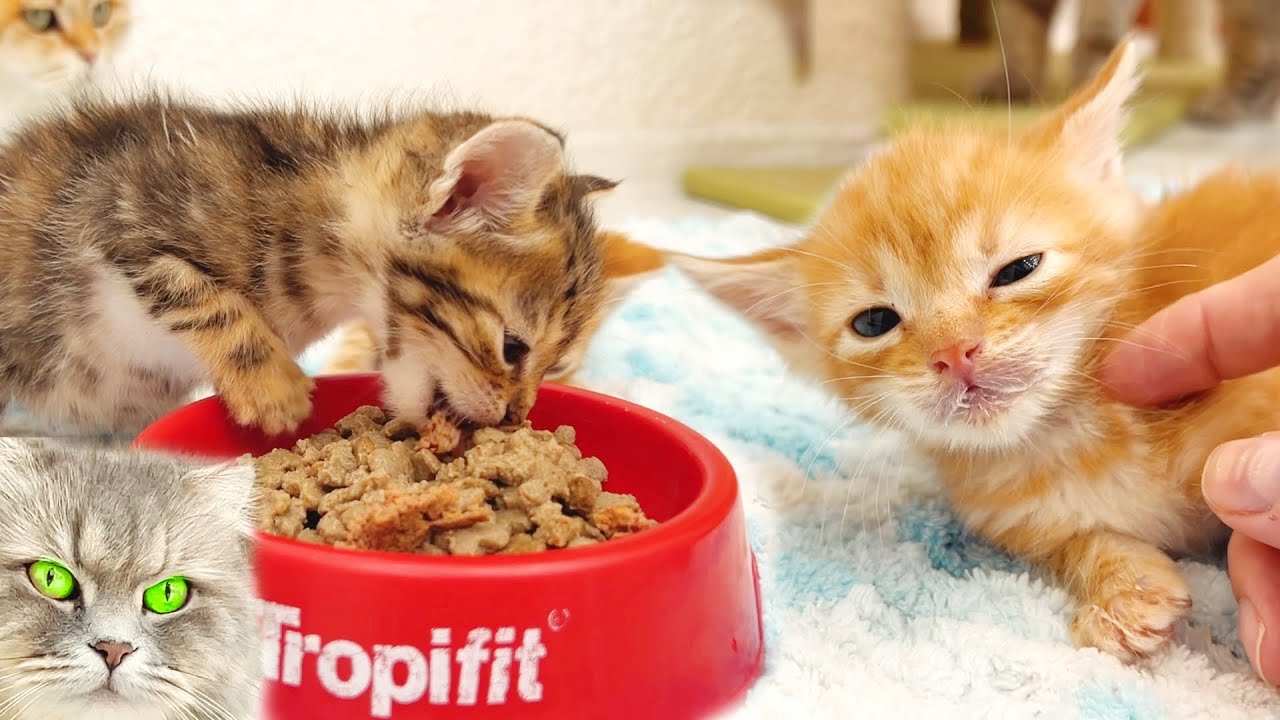 Котенок уснул перед миской с кормом — кошки не стали ждать