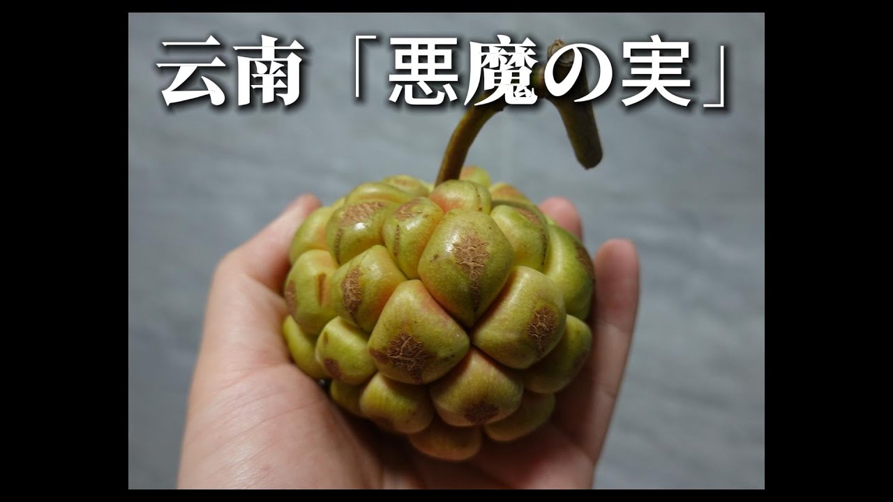 吃到真的惡魔果實！雲南最終章：怪果大亂鬥＋稻田老撾菜，釋迦：我無敵了！ep9ㅣRikky and Jamesㅣ20250127