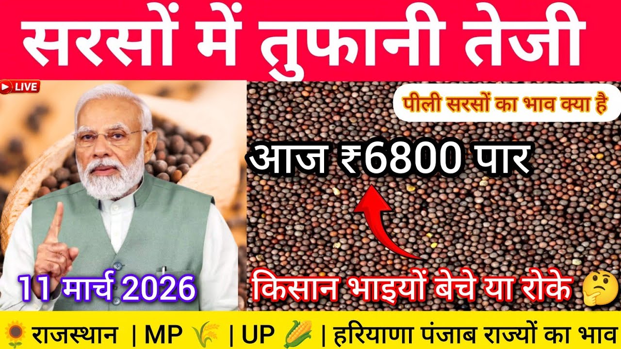 सरसों में तूफानी तेजी 🔥 आज ₹6800 पार | किसान बेचें या रोकें? | 11 मार्च 2026 सरसों मंडी भाव