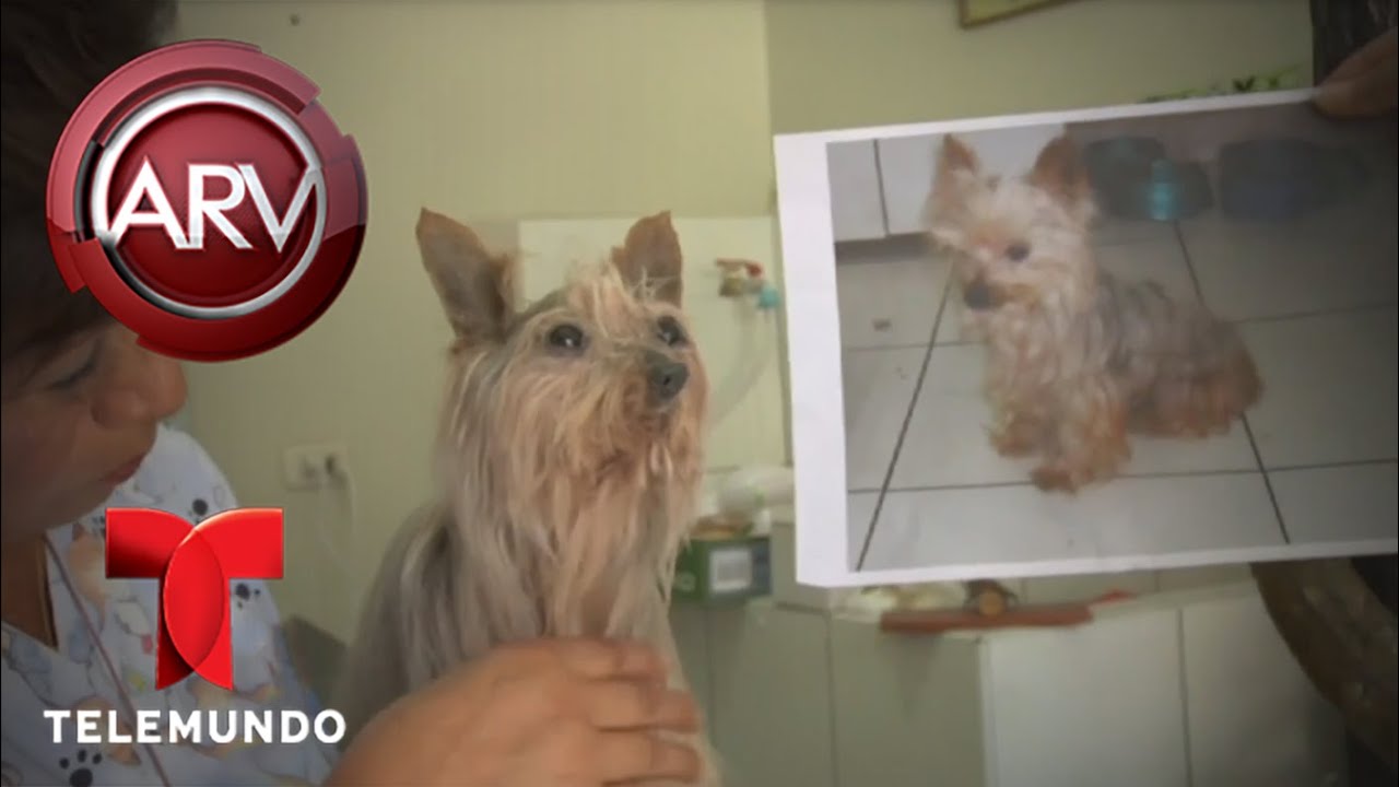 Dueños disecan a mascotas para tenerlas para siempre | Al Rojo Vivo | Telemundo