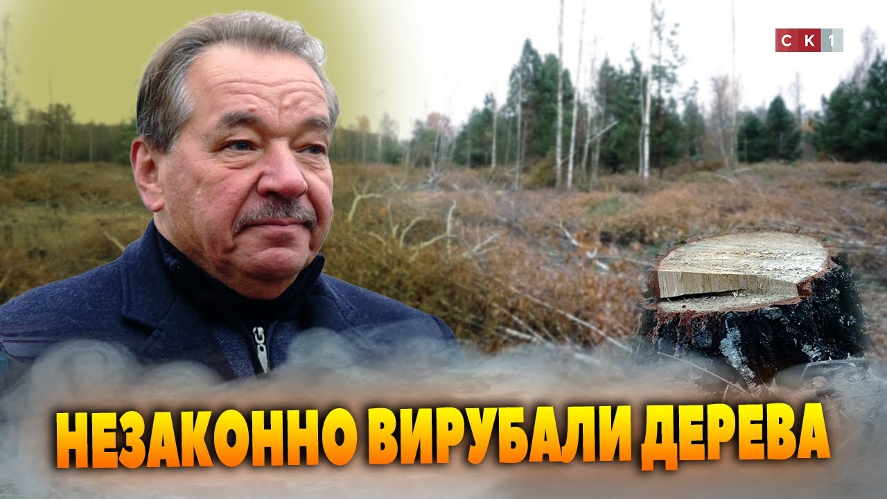 Незаконно вирубали дерева у с. Видумка: за словами власника ділянки постраждало понад 4 га лісу