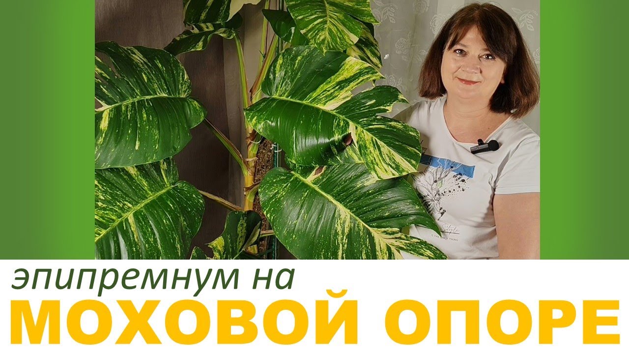 МОХОВАЯ ОПОРА (ТОТЕМ). Статус после обрезки эпипремнума. Основные правила ухода