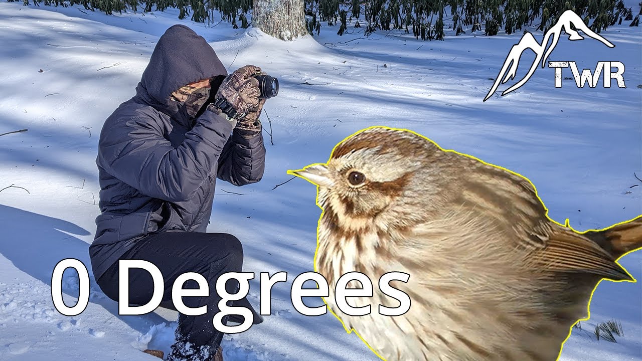 How Do Animals Survive the Winter? Exploring in a Blizzard!