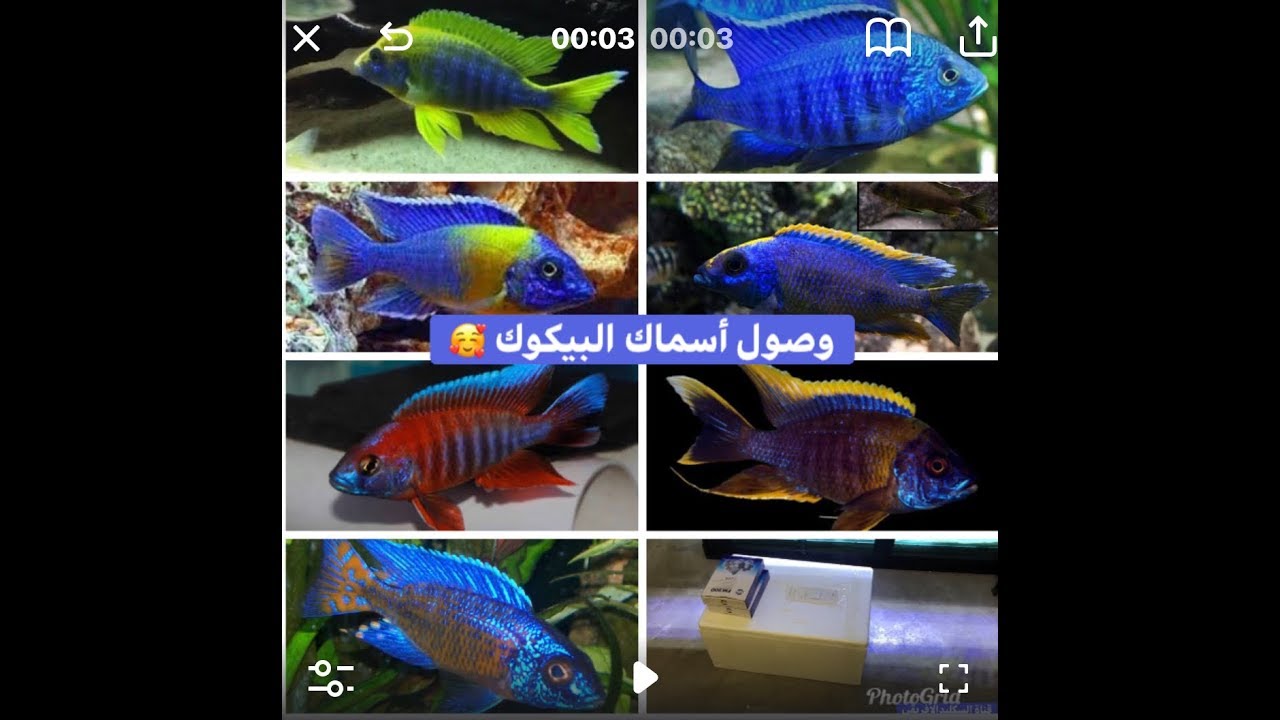 وصول أندر أنواع أسماك البيكوك الى أحواضنا 🥰