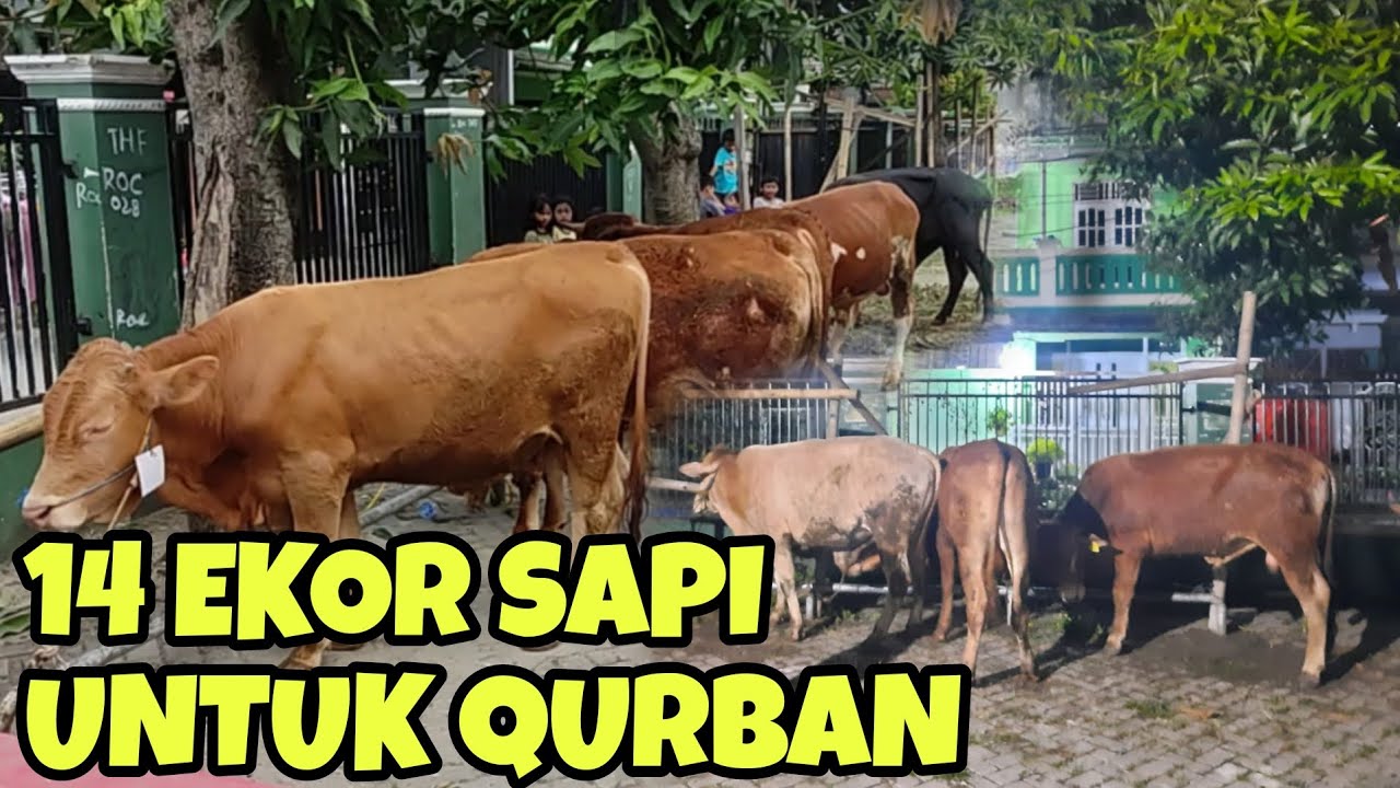 MANTAPPP 14 EKOR SAPI SUDAH DATANG GUYSS