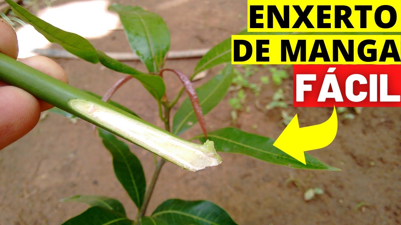 Como fazer enxerto de manga