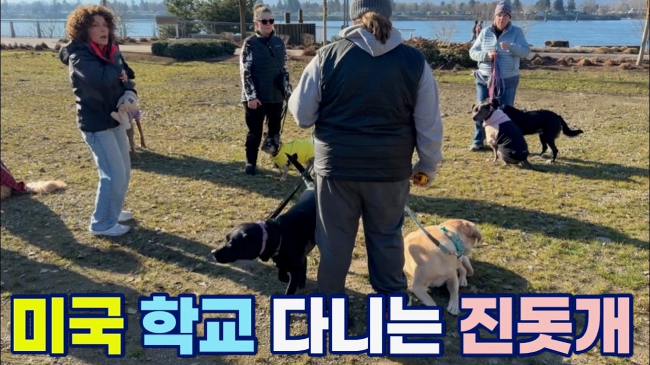미국에서 학교 다니는 진돗개 마일로 | 네눈박이 진돗개 해외입양 | 블랙탄 진돗개 | 미국살이