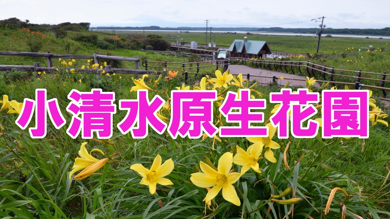 小清水原生花園