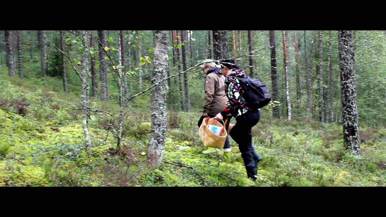 Luonnosta turvaa -hanke: Mustatorvisieniä etsimässä