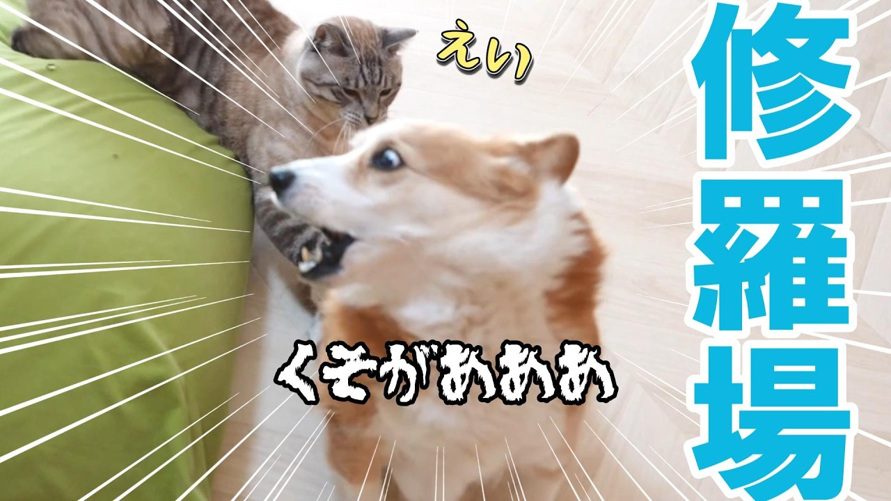 猫にちょっかいだした結果、返り討ちにあうコーギー犬