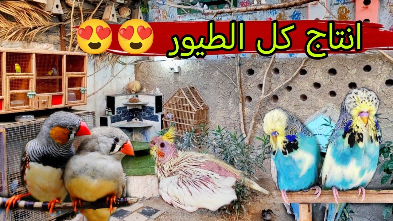 جوله داخل المحميه + شوفو الانتاج خير وبركه #محمية #طيور 