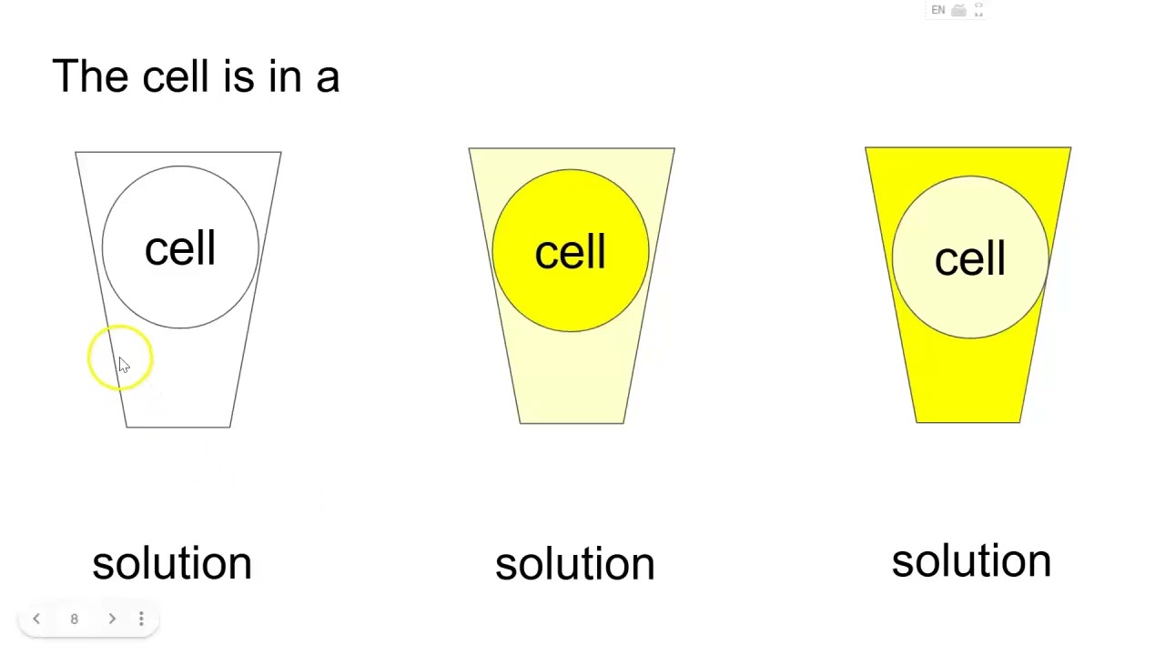 4.4 Membrane Transport