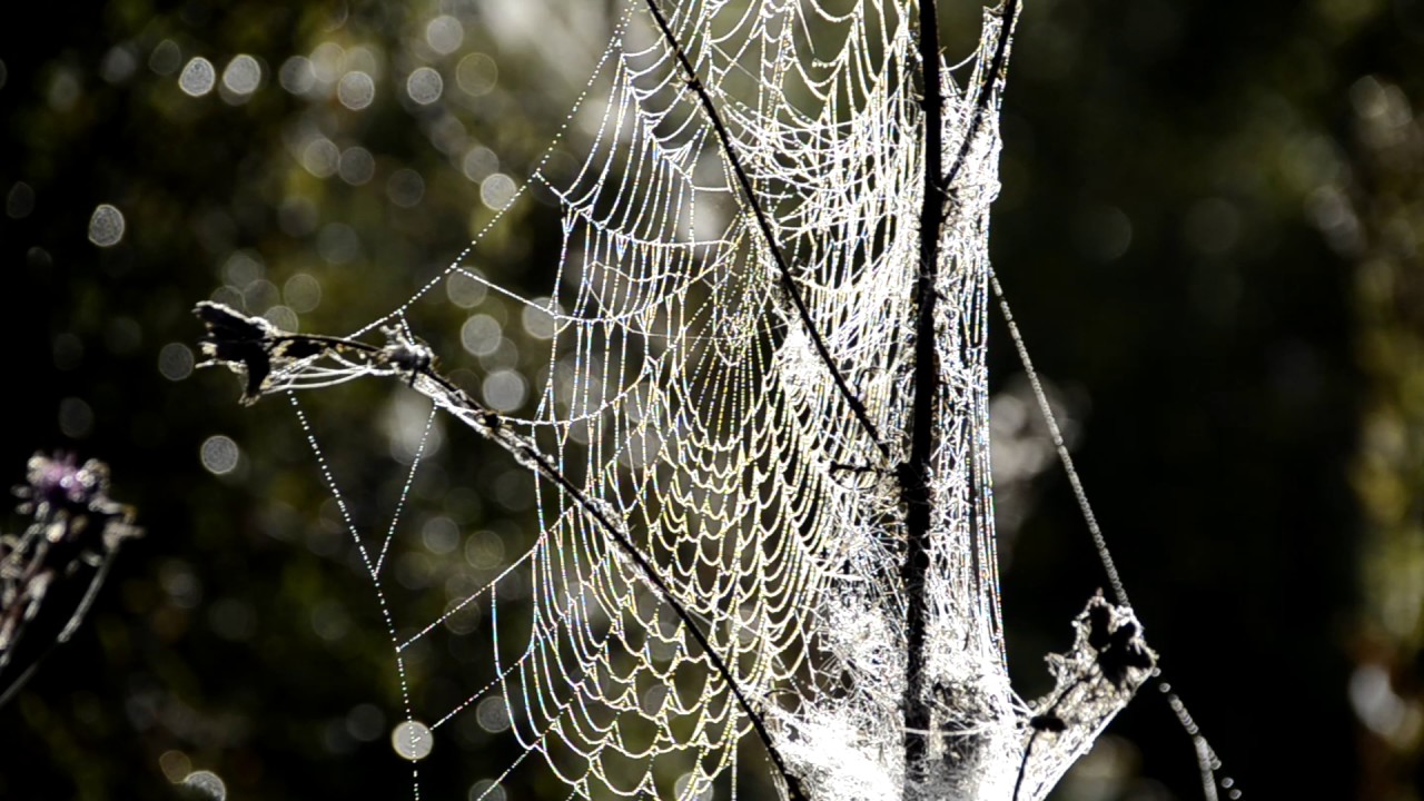Knepp Wildland Mist and cobwebs over hammer pond