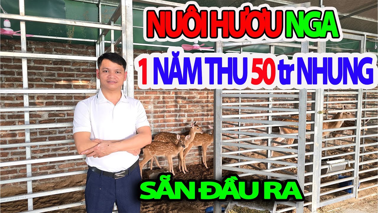 Nuôi Hươu Nga 1 Năm Thu Lời 50 Triệu Tiền Nhung Đầu Ra Vô Tận - Trại Hươu Lớn Nhất Hà Nội