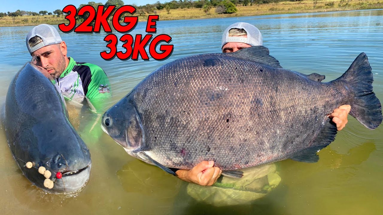 BATI MEU RECORDE NO EVA / MONSTROS NA FAZENDA PACU