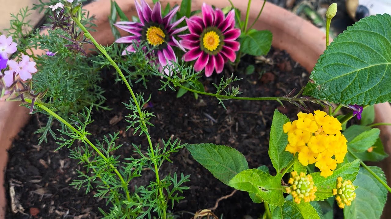 Plantando, mostrando plantas verde e amarela, flores aqui no Quintal das Plantas 🌿☀️