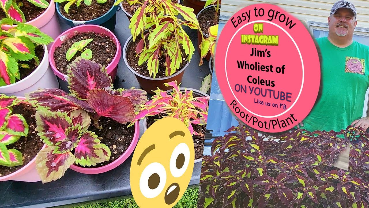 CREATING MONSTER COLEUS!!!