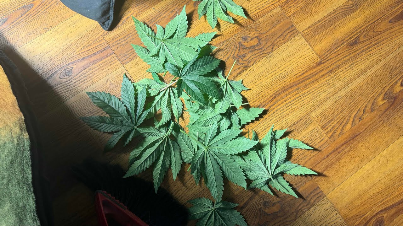 Selective Defoliation to get ready to make clones!