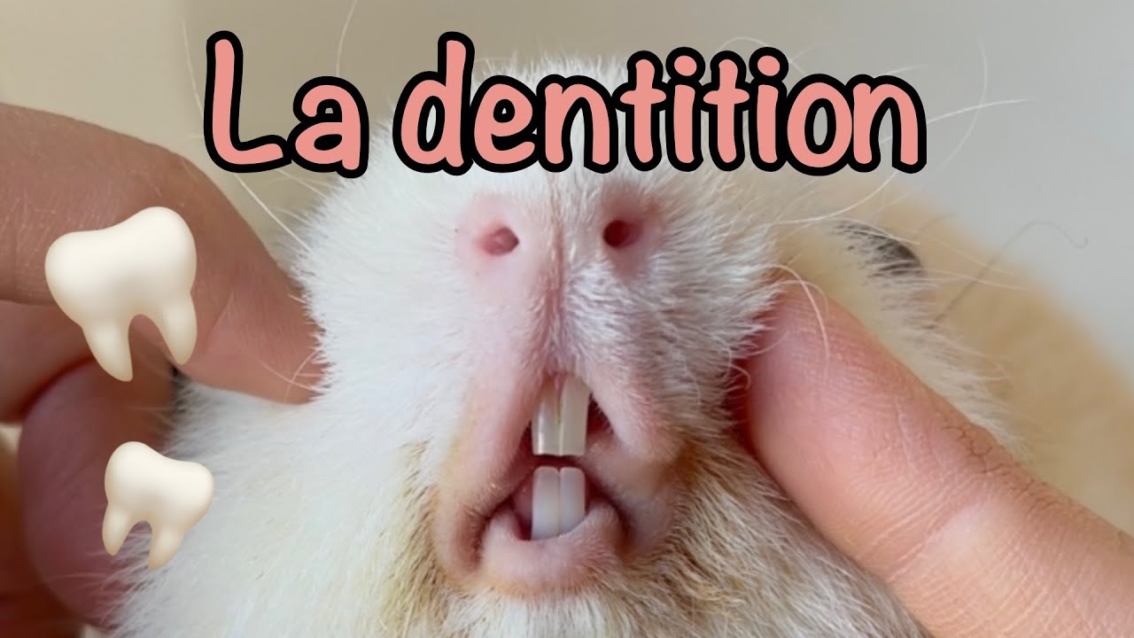 Tout sur la dentition du cochon d’Inde! Ce qui vous devez savoir pour sa santé dentaire