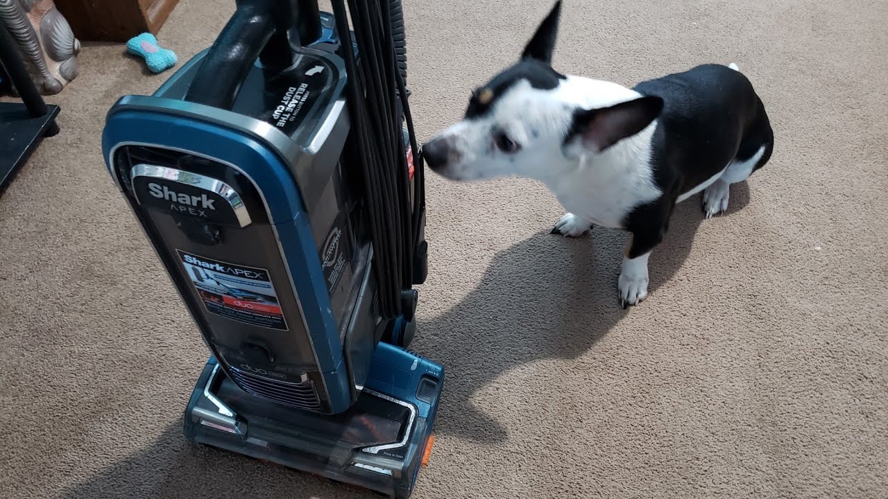 Shark Apex DuoClean - Vacuuming Living Room